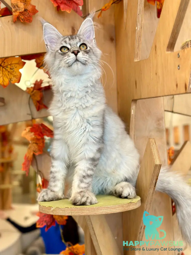 Alma’s Maine Coon male black silver spotted tabby - live animals
