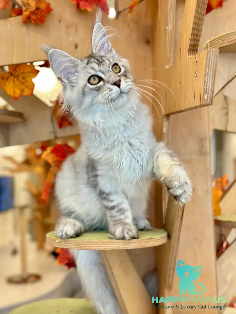 Alma’s Maine Coon male black silver spotted tabby - live animals