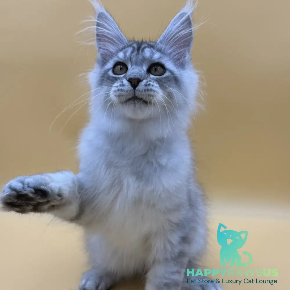 Alma’s Maine Coon male black silver spotted tabby - live animals