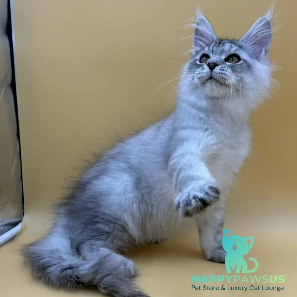 Alma’s Maine Coon male black silver spotted tabby - live animals