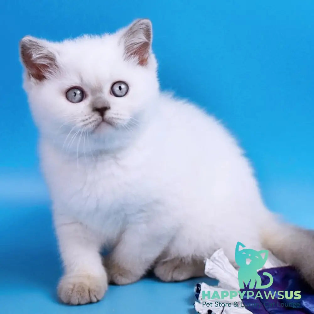 Almaz British Shorthair male lilac pointed - live animals