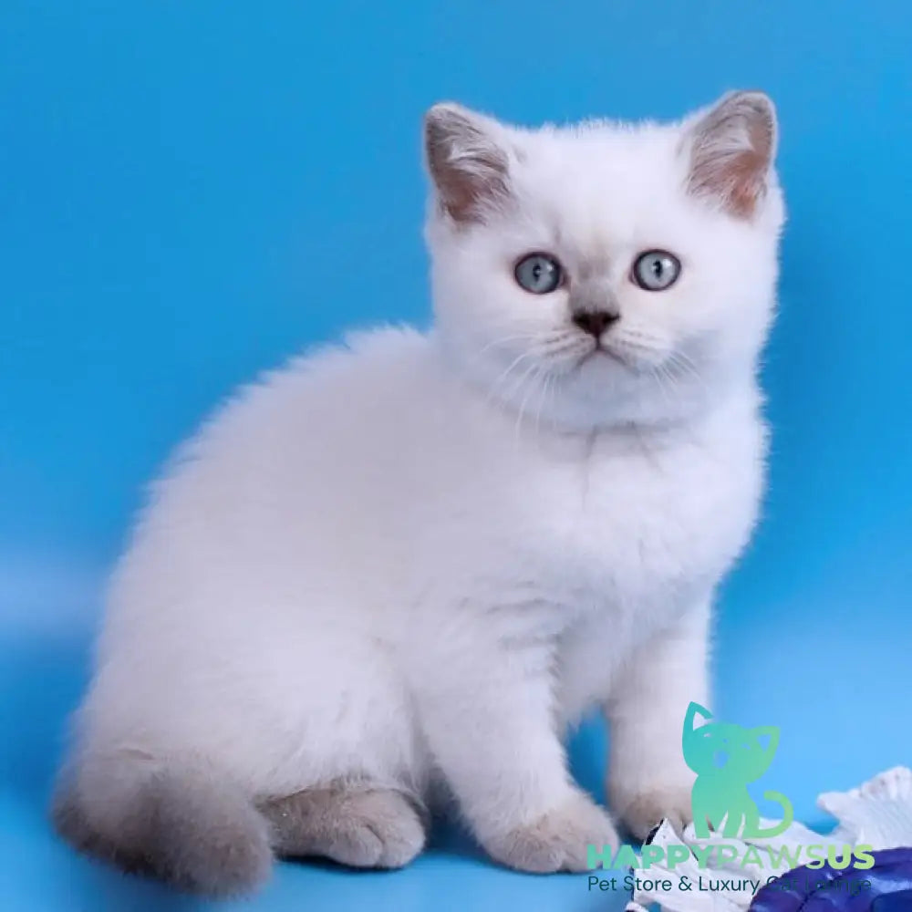 Almaz British Shorthair male lilac pointed - live animals
