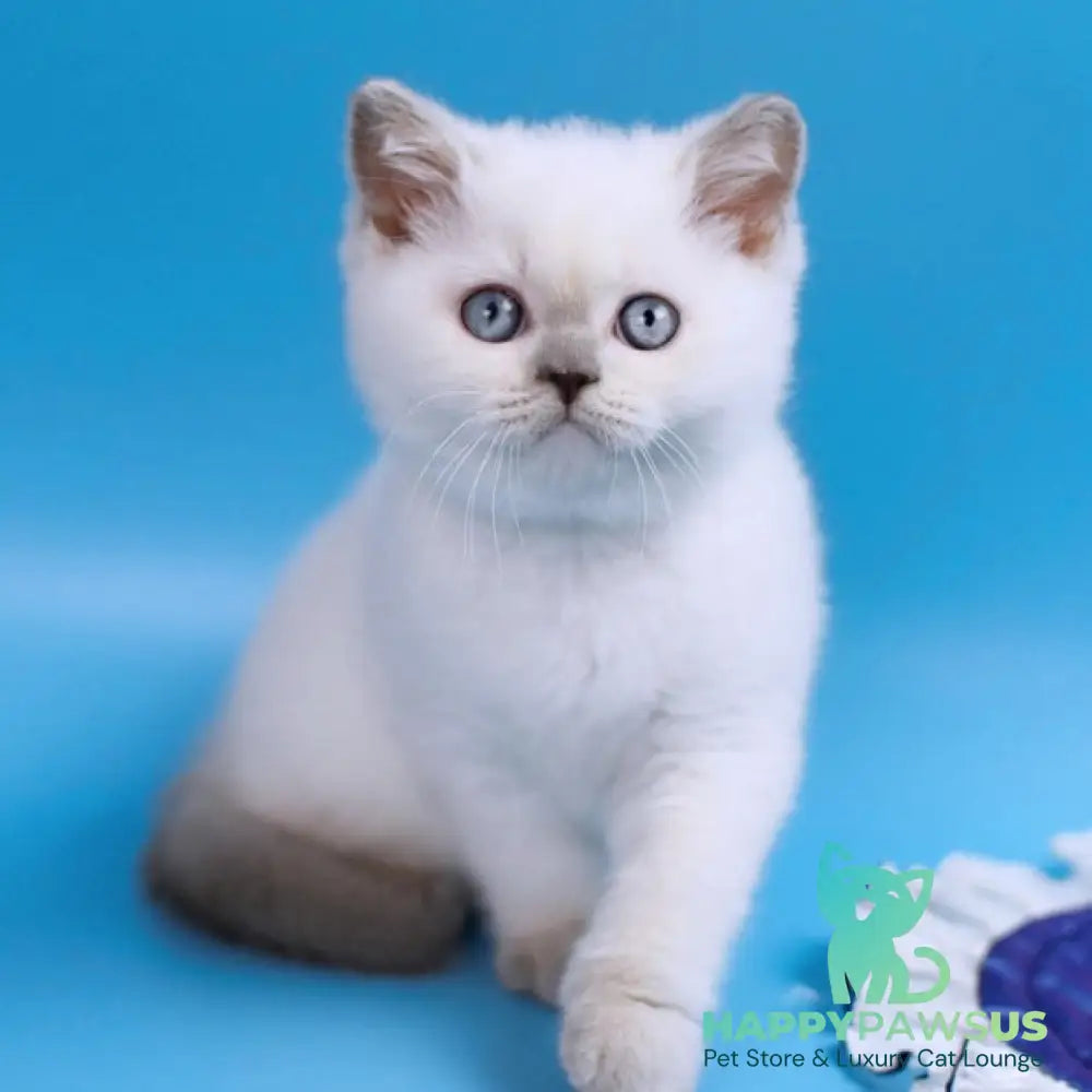 Almaz British Shorthair male lilac pointed - live animals