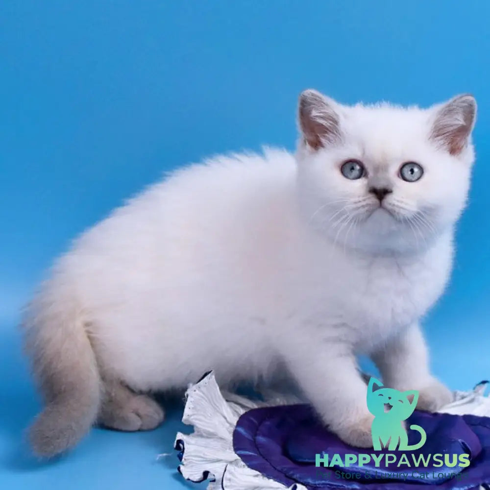 Almaz British Shorthair male lilac pointed - live animals