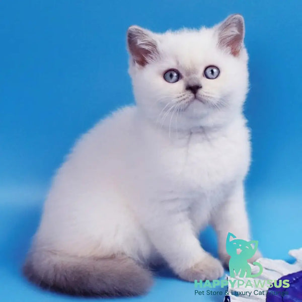 Almaz British Shorthair male lilac pointed - live animals