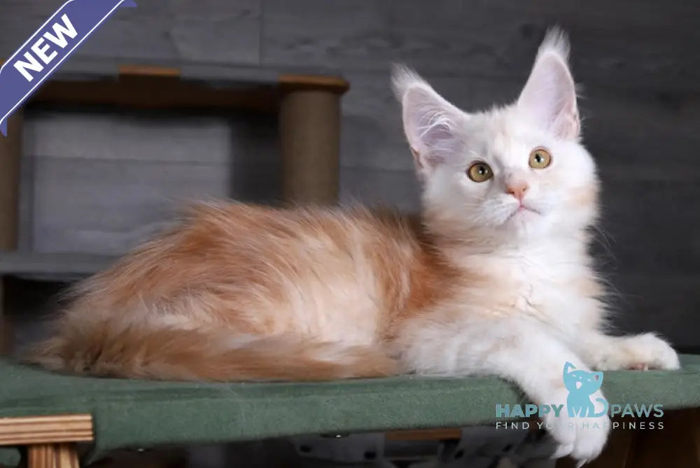 Almaz Maine Coon male red silver tabby live animals