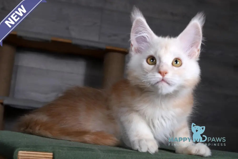 Almaz Maine Coon male red silver tabby live animals