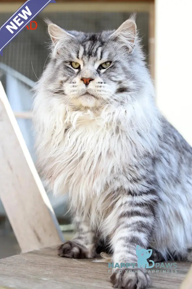 Almaz Maine Coon male red silver tabby live animals