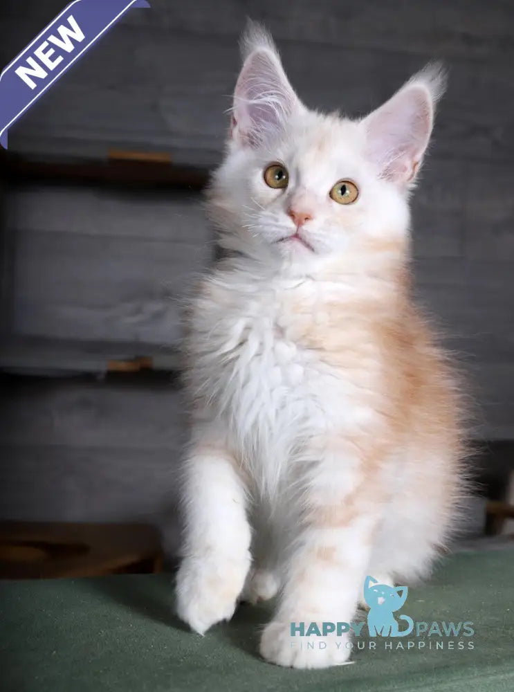 Almaz Maine Coon male red silver tabby live animals