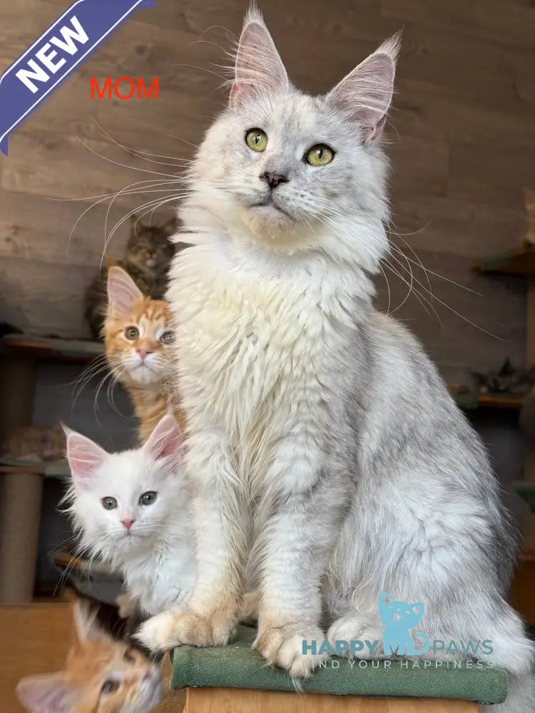 Almaz Maine Coon male red silver tabby live animals