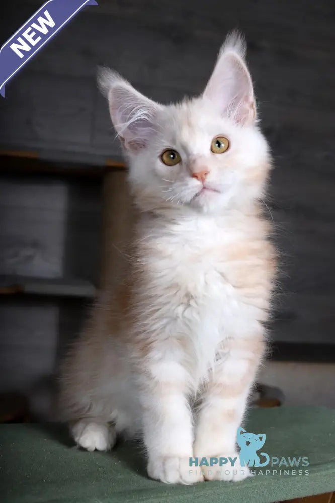 Almaz Maine Coon male red silver tabby live animals