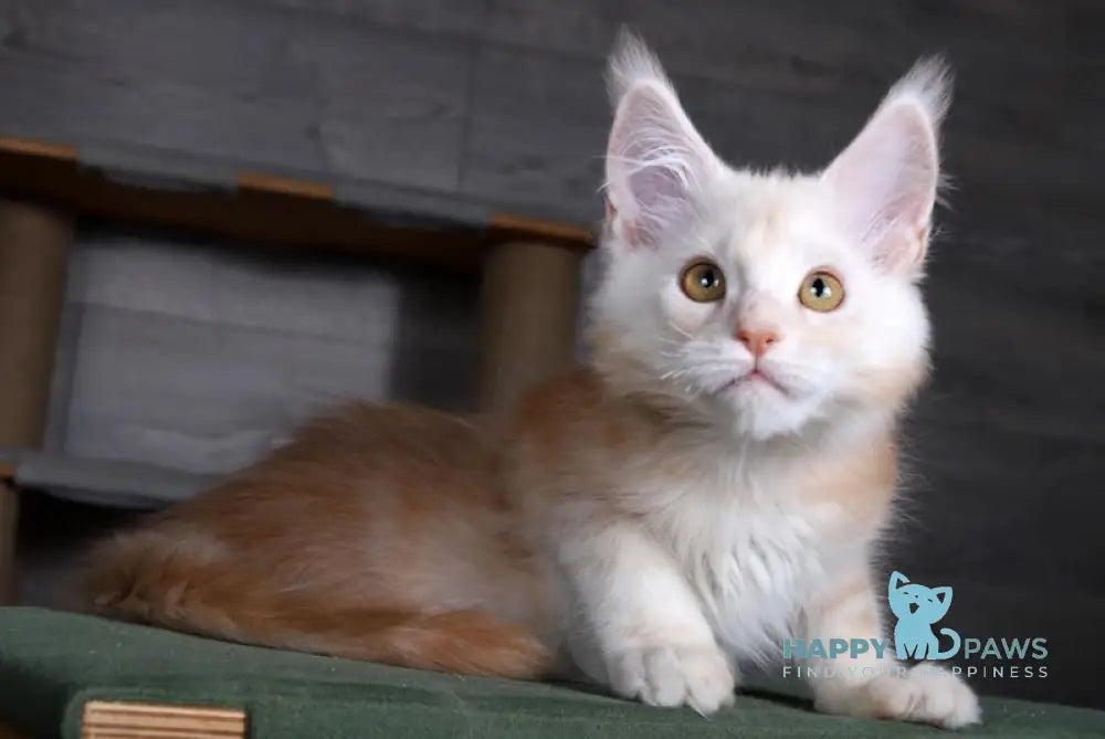 Almaz Maine Coon male red silver tabby live animals