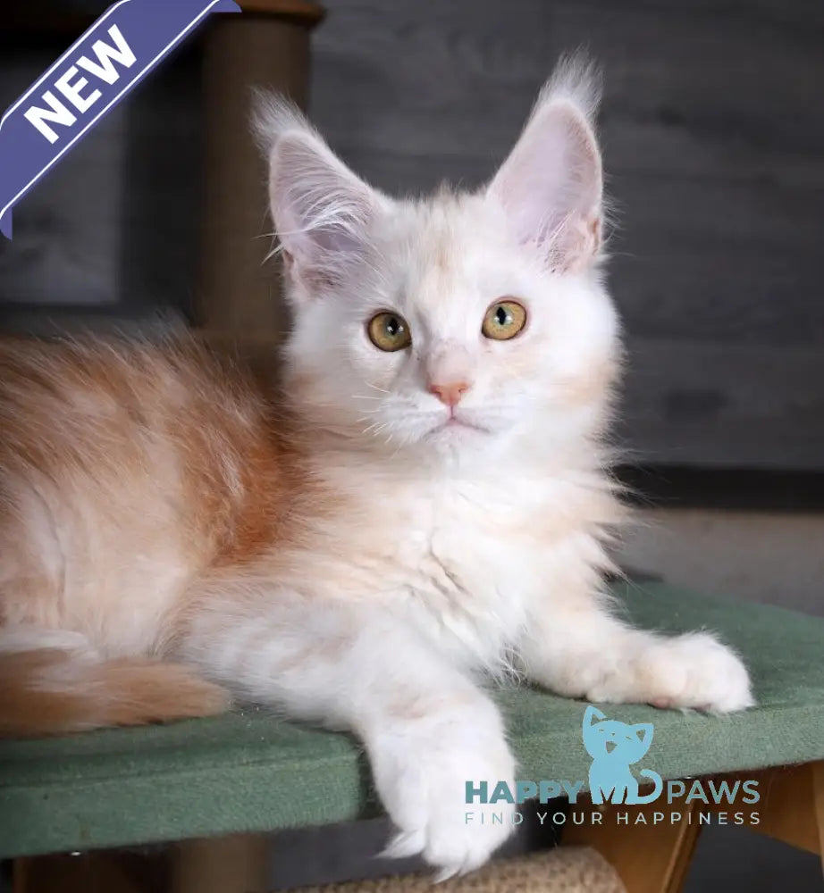 Almaz Maine Coon male red silver tabby live animals