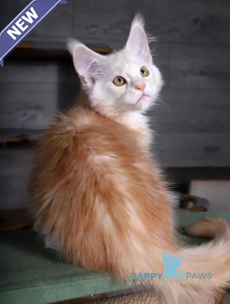 Almaz Maine Coon male red silver tabby live animals