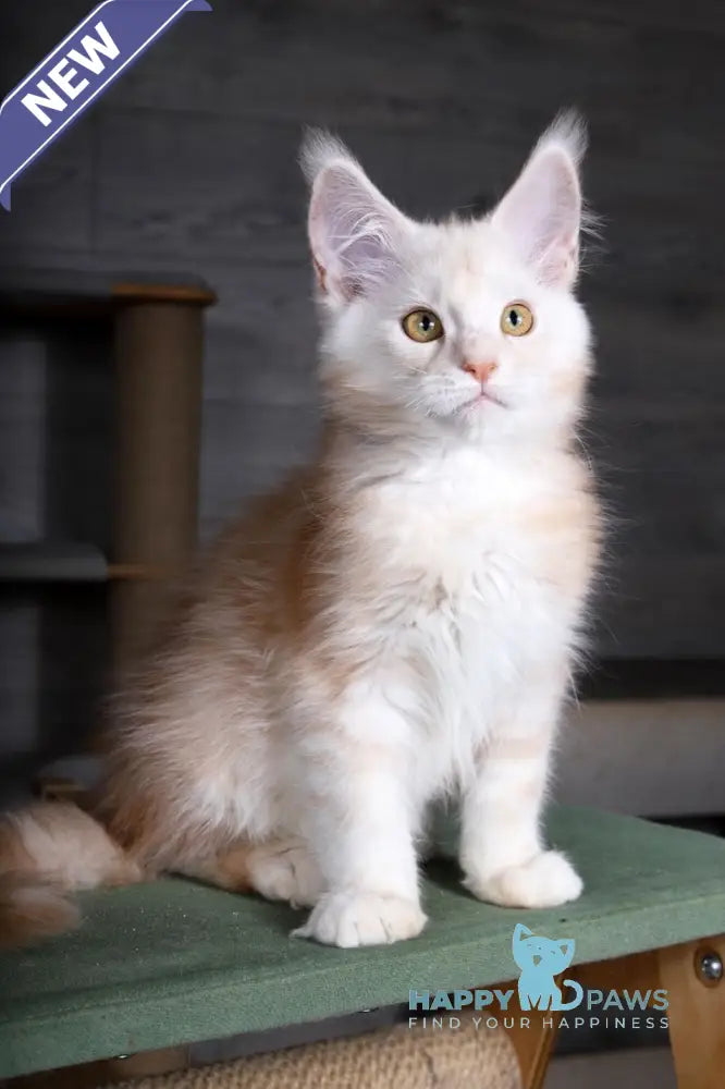 Almaz Maine Coon male red silver tabby live animals