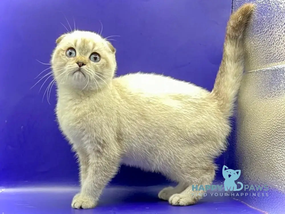 Almaz Scottish Fold male chocolate ticked tabby pointed live animals