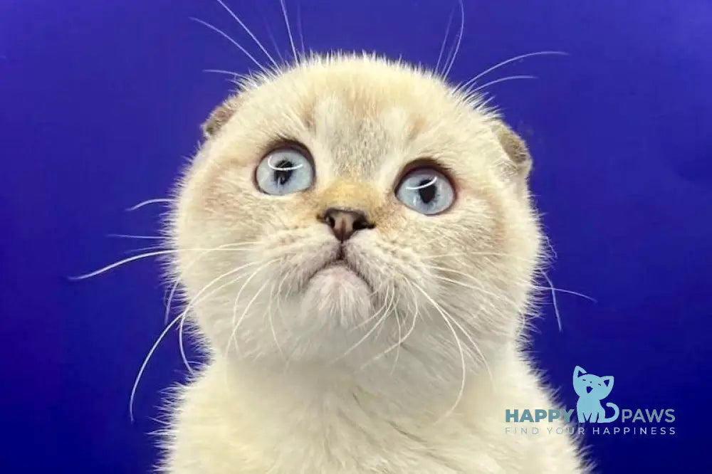 Almaz Scottish Fold male chocolate ticked tabby pointed live animals