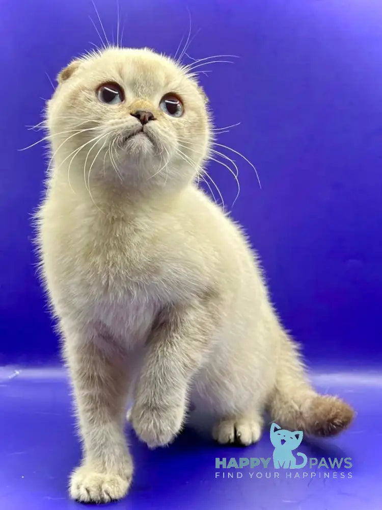 Almaz Scottish Fold male chocolate ticked tabby pointed live animals