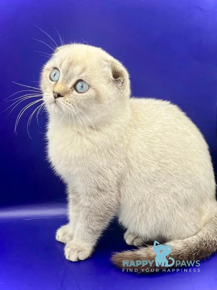 Almaz Scottish Fold male chocolate ticked tabby pointed live animals