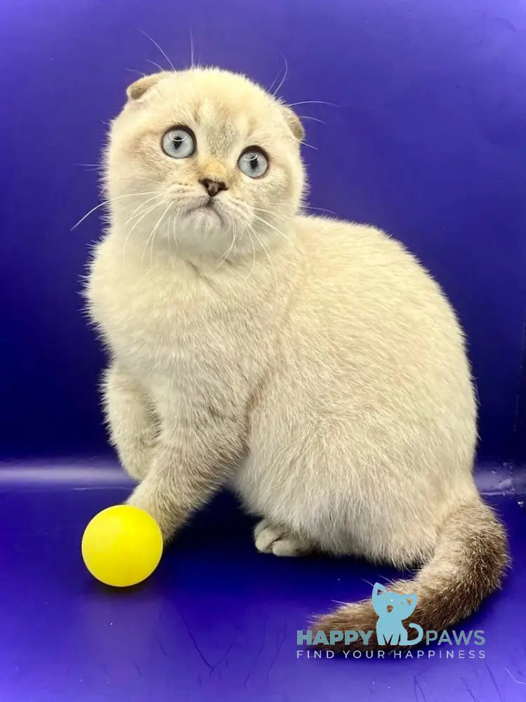 Almaz Scottish Fold male chocolate ticked tabby pointed live animals
