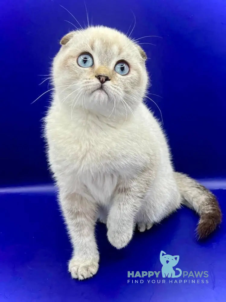 Almaz Scottish Fold male chocolate ticked tabby pointed live animals