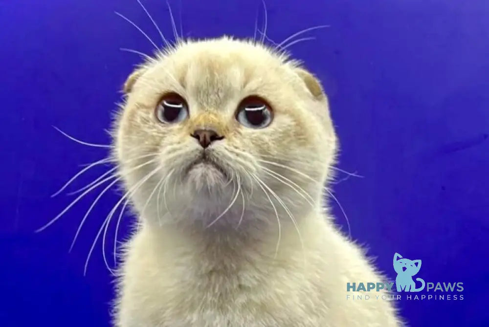 Almaz Scottish Fold male chocolate ticked tabby pointed live animals