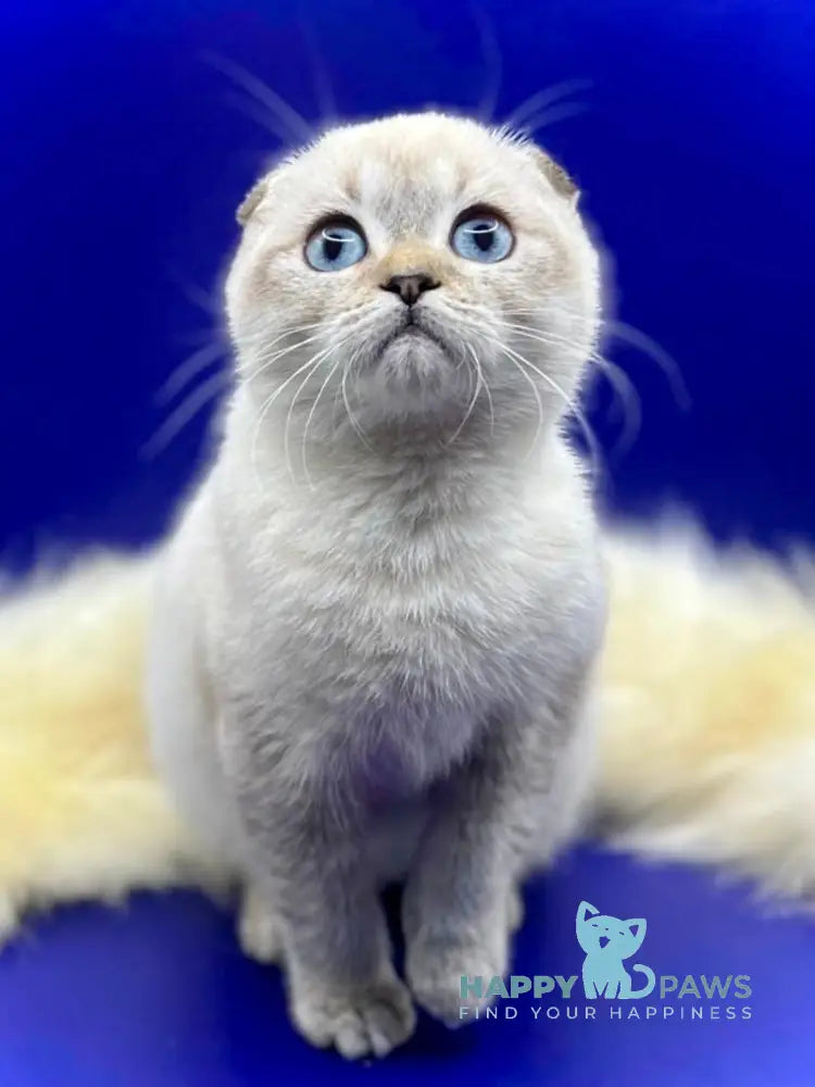 Almaz Scottish Fold male chocolate ticked tabby pointed live animals