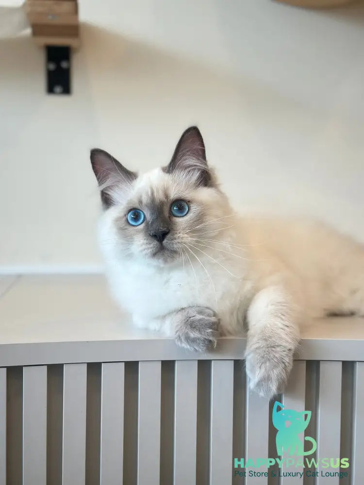 Almaz Siberian male blue pointed - live animals