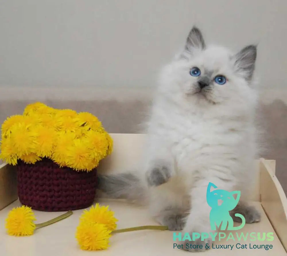 Almaz Siberian male blue pointed - live animals