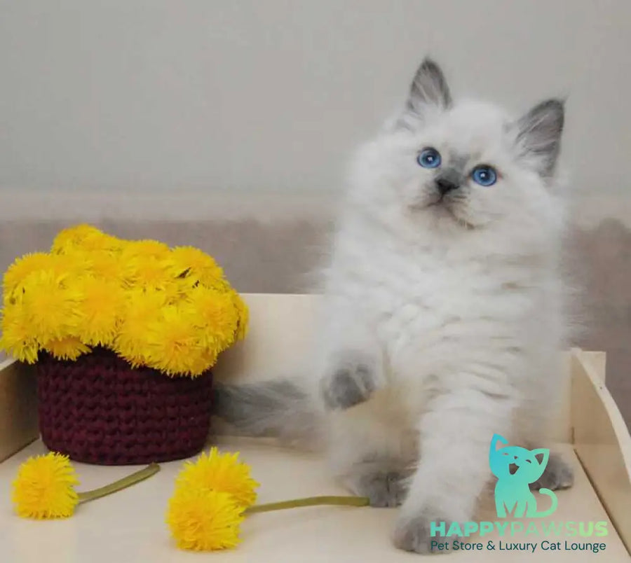 Almaz Siberian male blue pointed - live animals