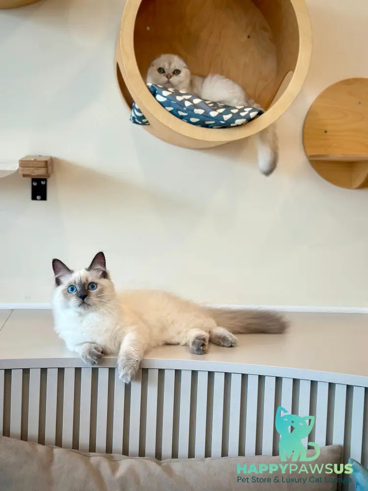 Almaz Siberian male blue pointed - live animals