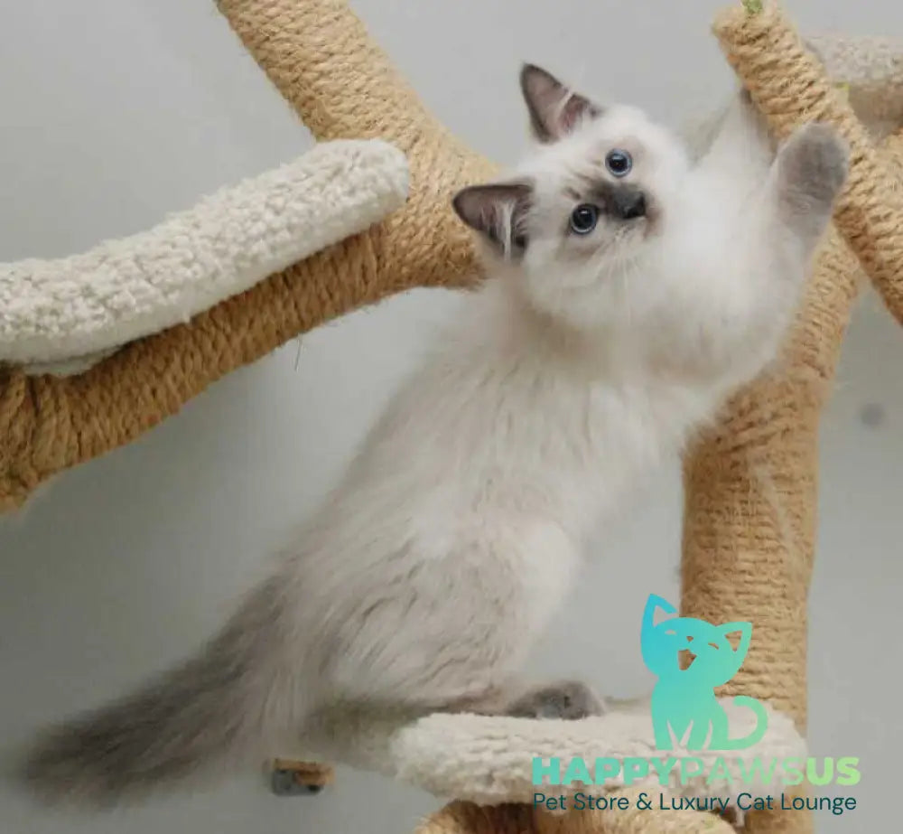 Almaz Siberian male blue pointed - live animals
