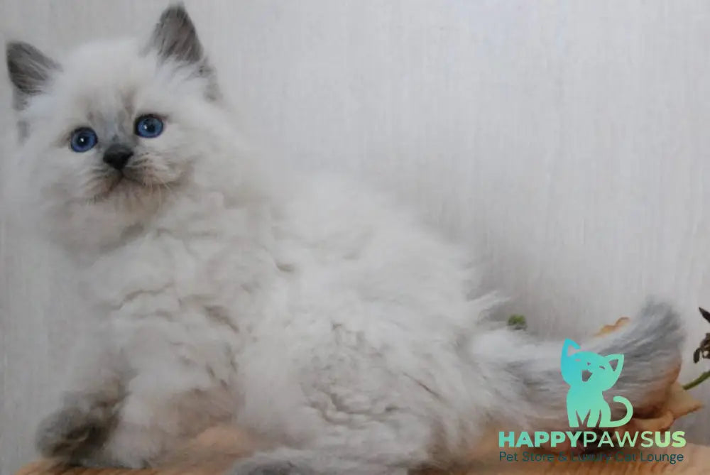 Almaz Siberian male blue pointed - live animals