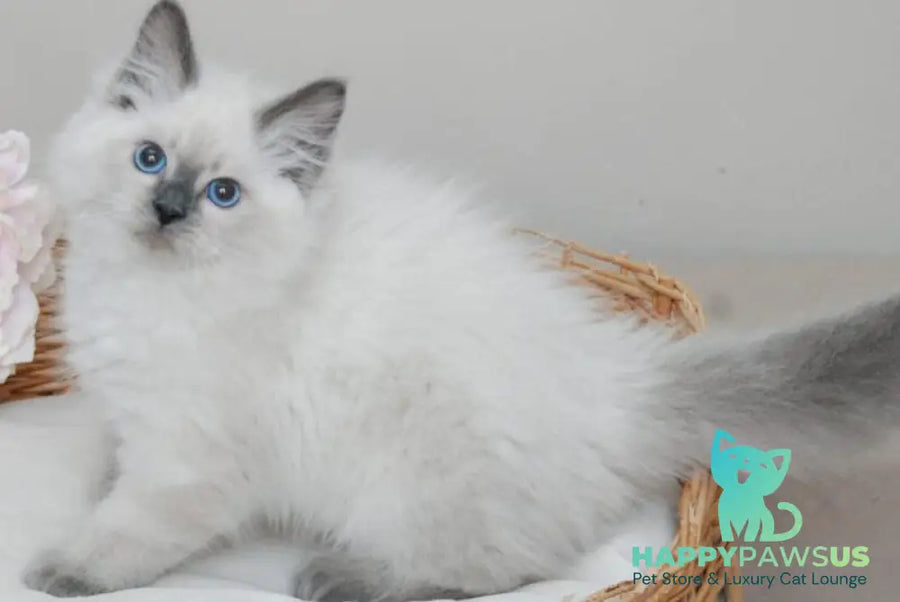 Almaz Siberian male blue pointed - live animals