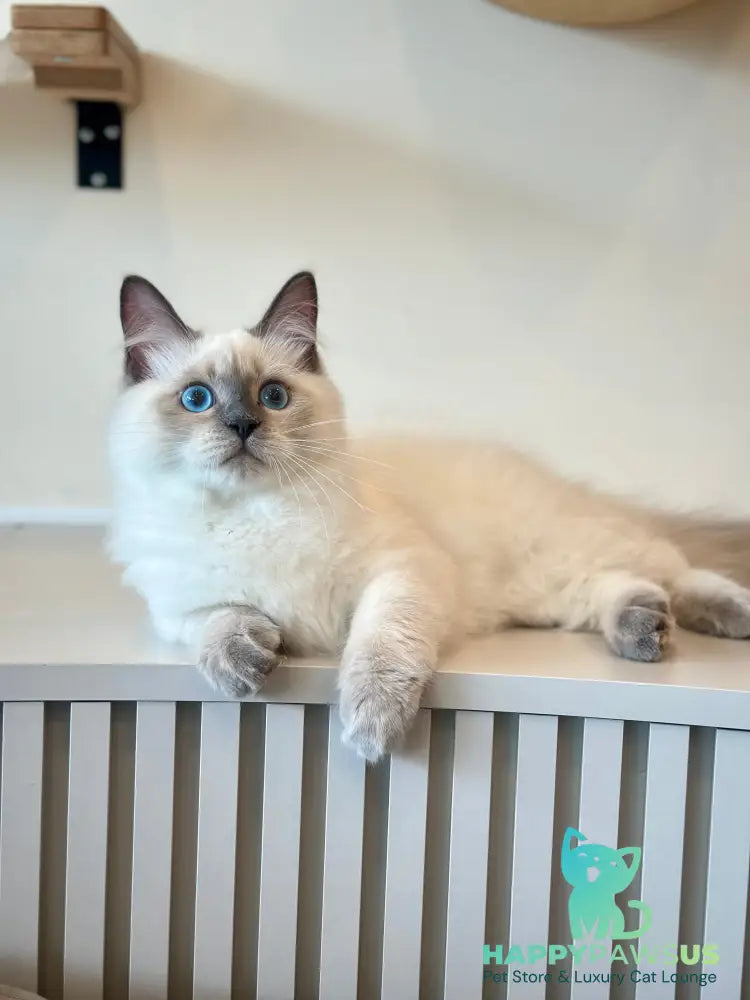 Almaz Siberian male blue pointed - live animals