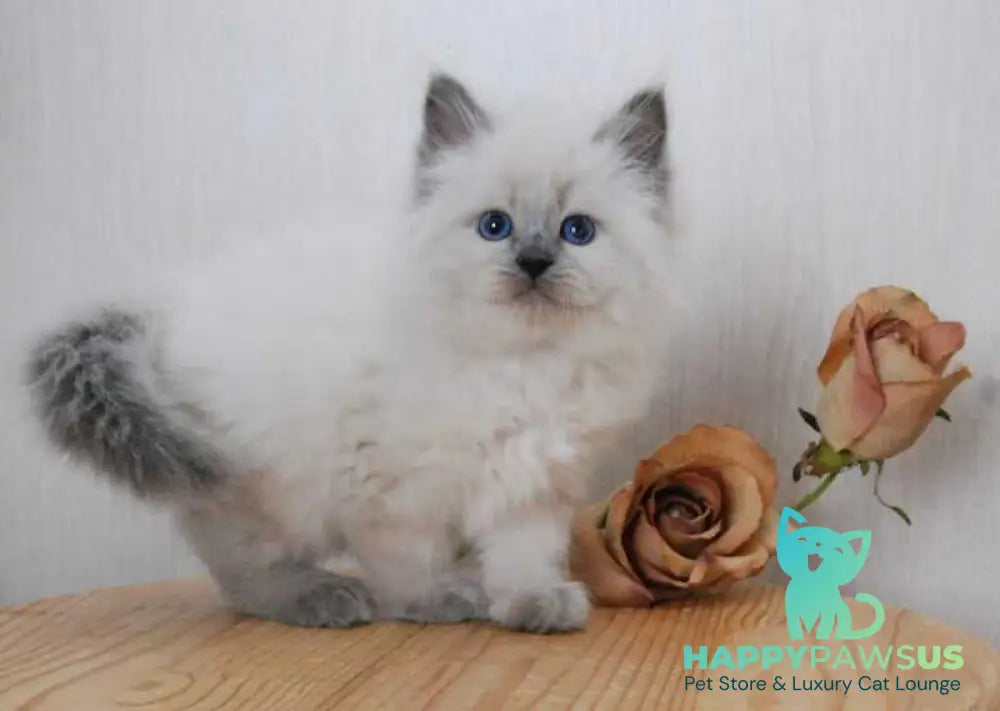 Almaz Siberian male blue pointed - live animals