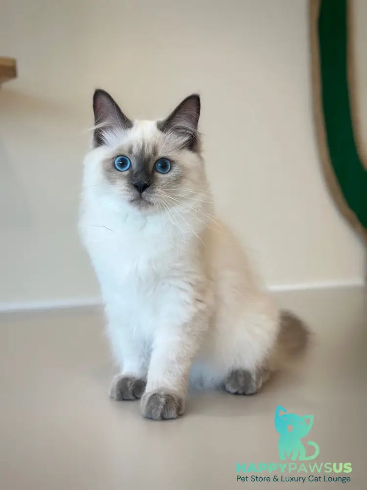 Almaz Siberian male blue pointed - live animals