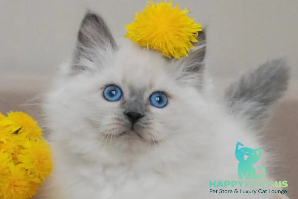 Almaz Siberian male blue pointed - live animals