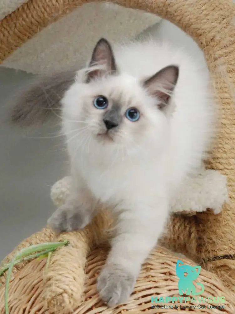 Almaz Siberian male blue pointed - live animals