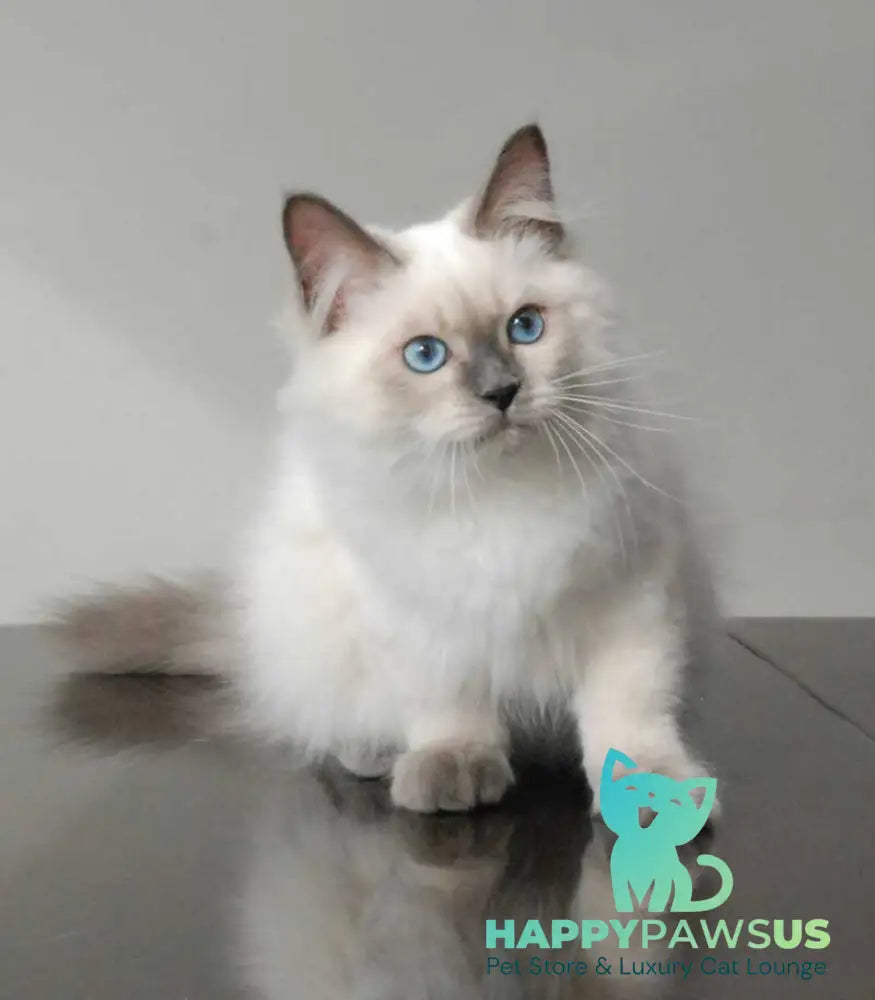 Almaz Siberian male blue pointed - live animals