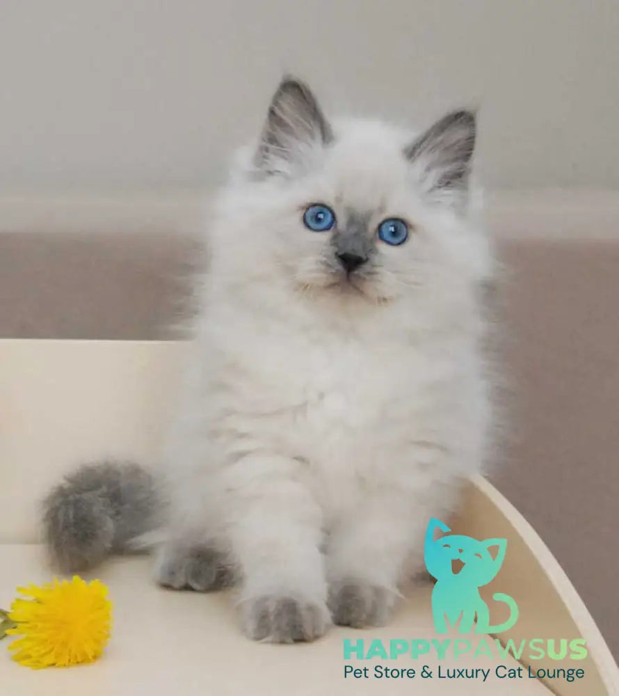 Almaz Siberian male blue pointed - live animals