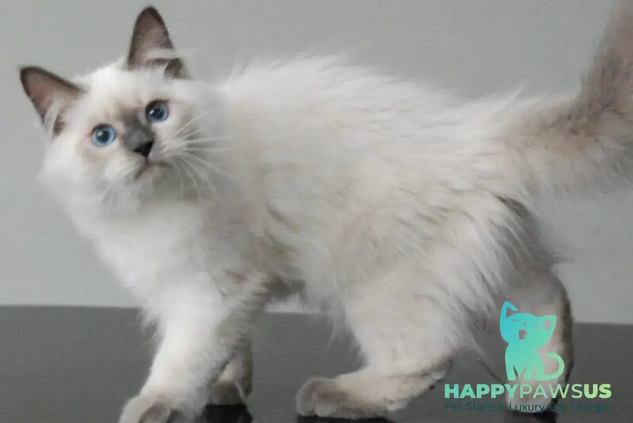 Almaz Siberian male blue pointed - live animals