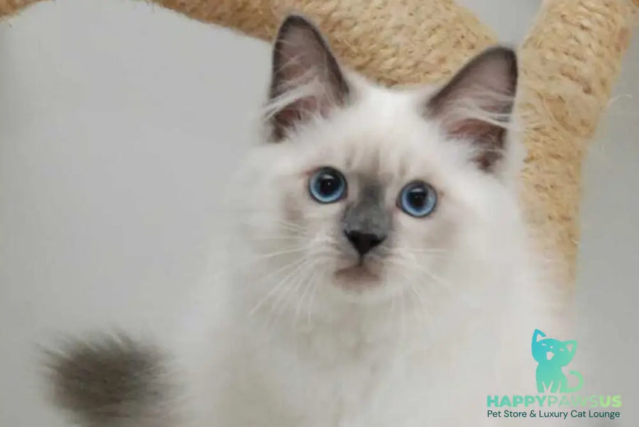 Almaz Siberian male blue pointed - live animals