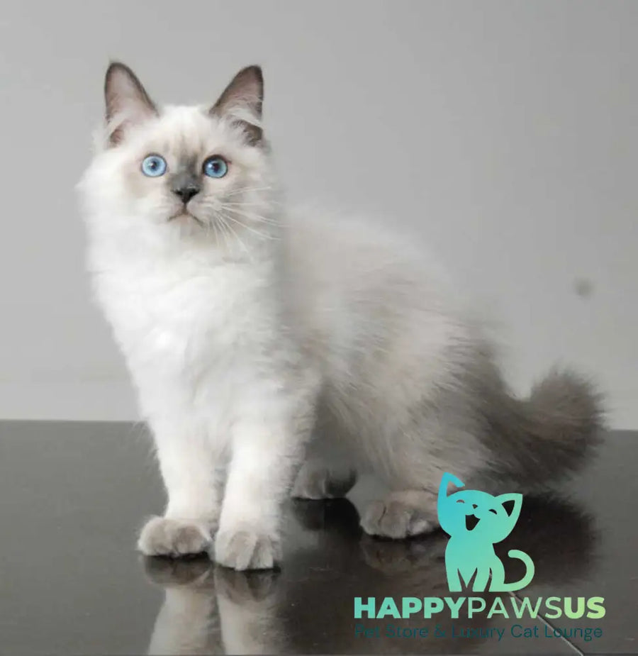 Almaz Siberian male blue pointed - live animals