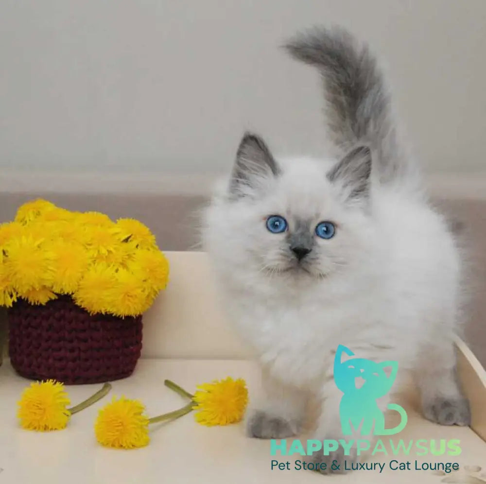 Almaz Siberian male blue pointed - live animals