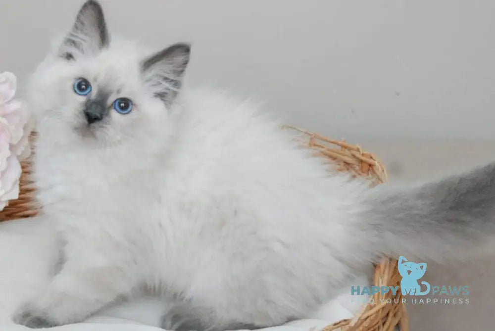 Almaz Siberian male blue pointed - live animals
