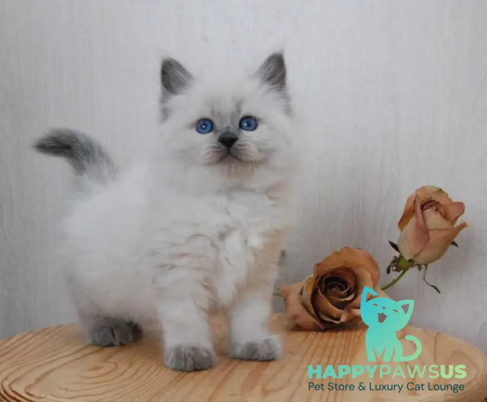 Almaz Siberian male blue pointed - live animals