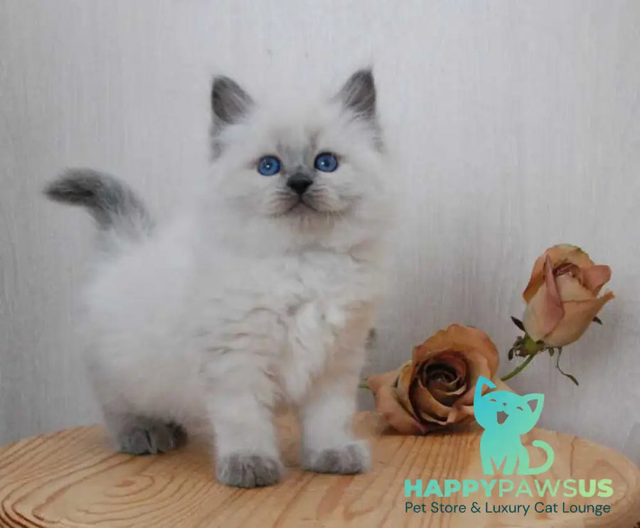 Almaz Siberian male blue pointed - live animals