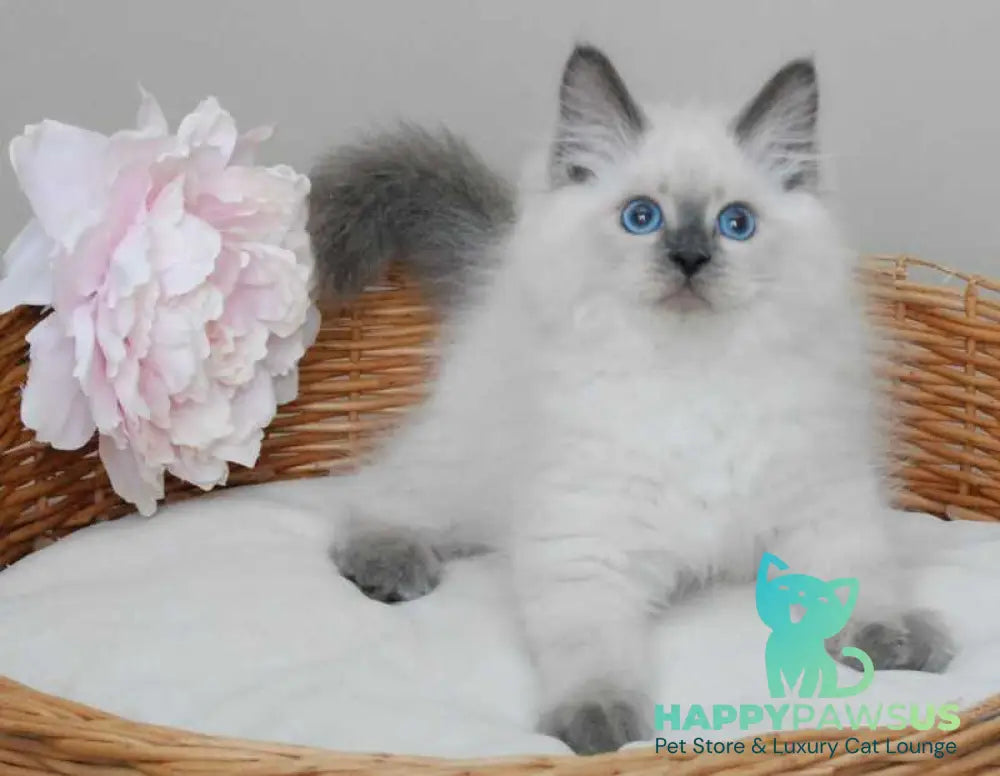 Almaz Siberian male blue pointed - live animals