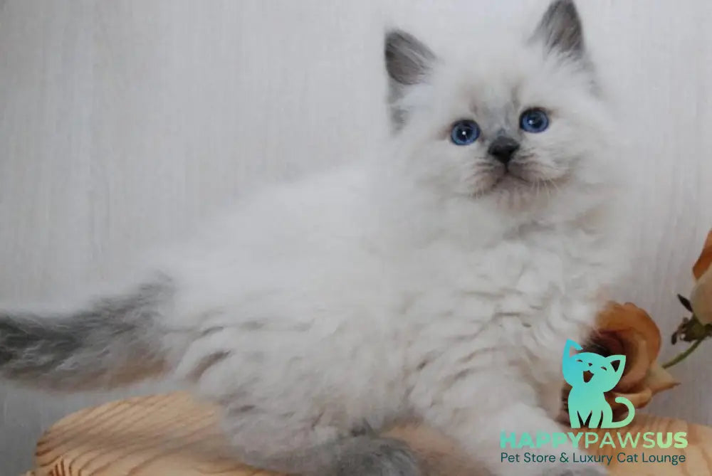 Almaz Siberian male blue pointed - live animals